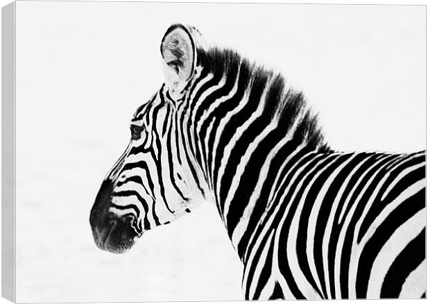 Zebra Canvas Print by Simon Marshall