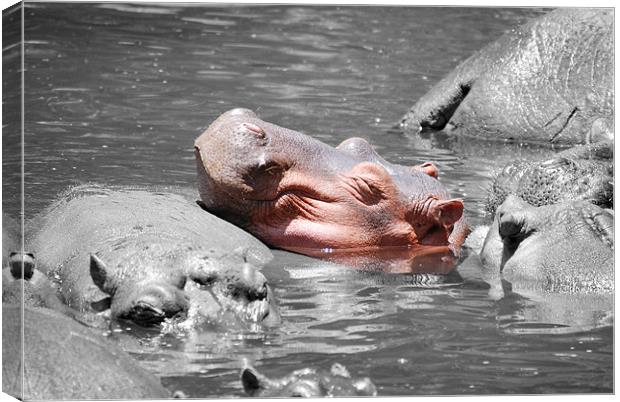 Hippopotamus resting head on back of other Hippo Canvas Print by Simon Marshall