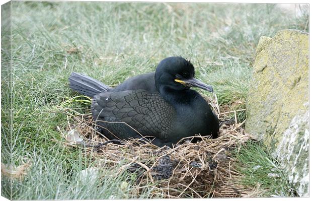 Cormorant on nest incubating eggs Canvas Print by Simon Marshall