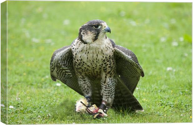 Hybrid Peregrine and Lanner Falcon Canvas Print by Simon Marshall