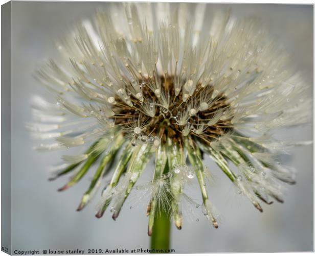 Dandelion after the rain Canvas Print by louise stanley