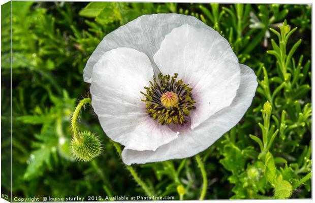 White Poppy Canvas Print by louise stanley