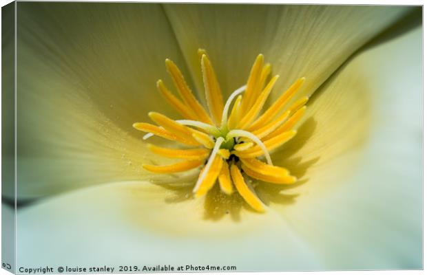 California poppy Canvas Print by louise stanley