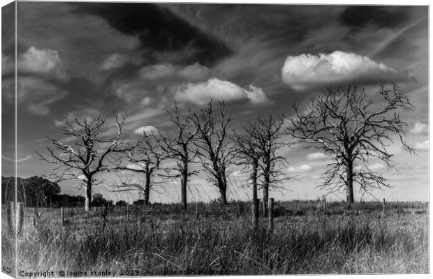 Bare Trees Canvas Print by louise stanley