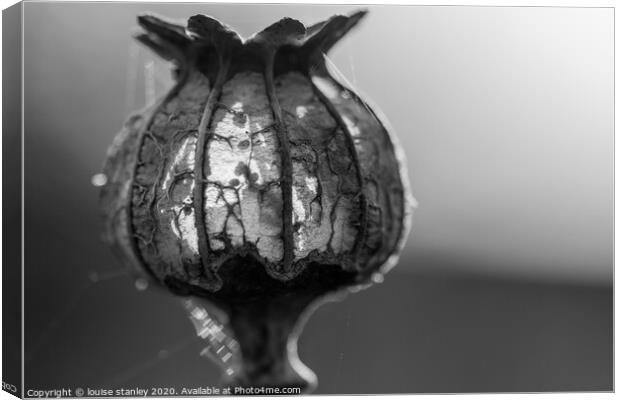 Poppy seed Head Canvas Print by louise stanley