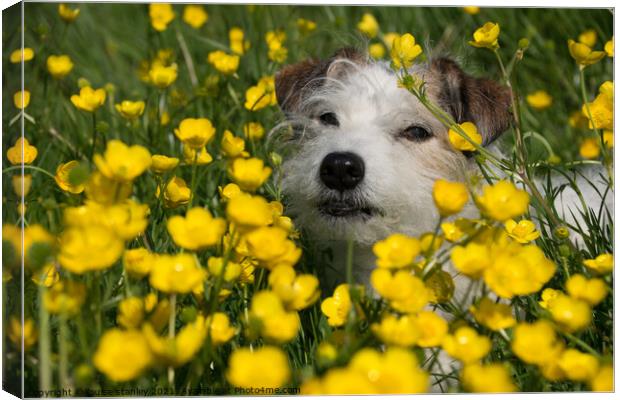 Buttercup Dog Canvas Print by louise stanley