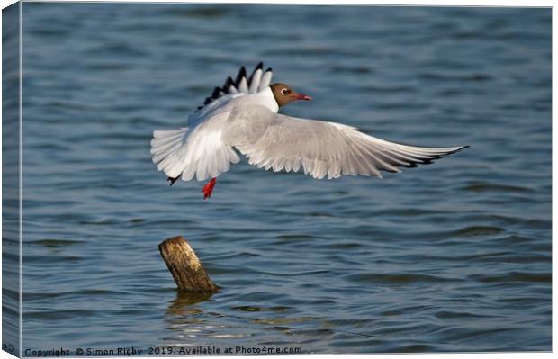 Black Headed Gull Taking Off Canvas Print by Simon Rigby