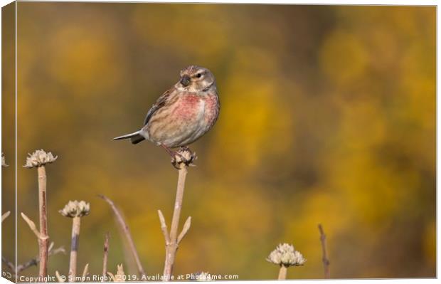 Common Linnet Canvas Print by Simon Rigby