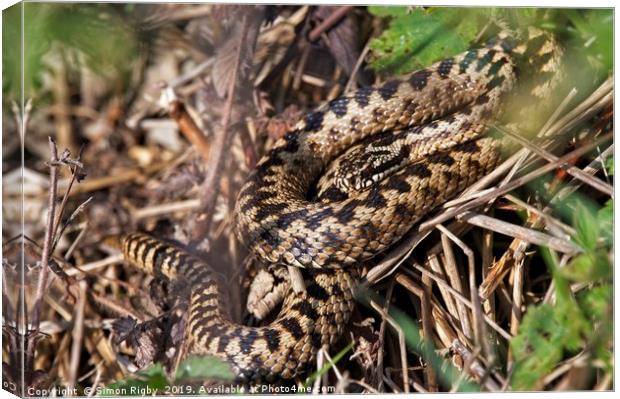 Common European Adder Canvas Print by Simon Rigby