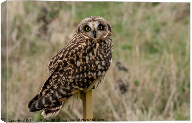 Short Eared Owl Canvas Print by Simon Rigby