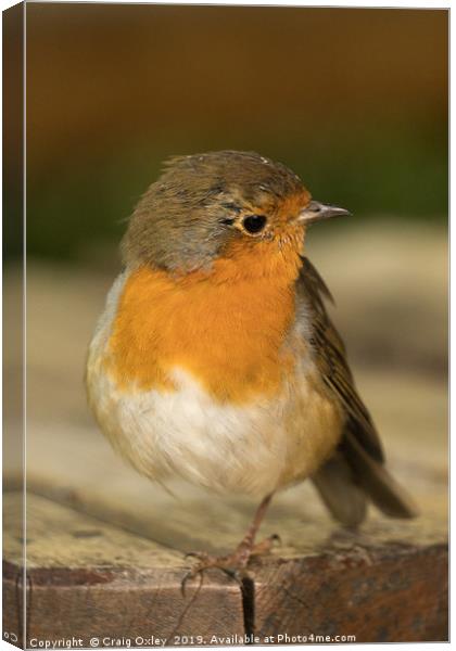 Robin Red Breast Canvas Print by Craig Oxley