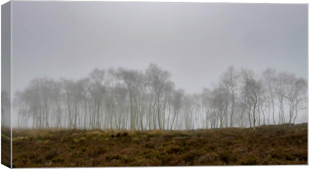 Birch Trees in the fog Canvas Print by Robbie Spencer