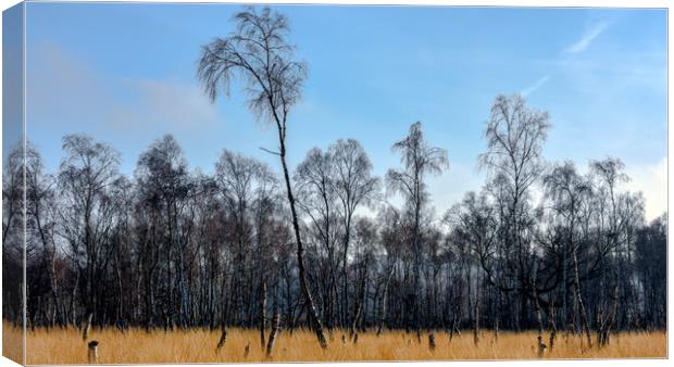 Silver birches at Snettisham Canvas Print by Robbie Spencer