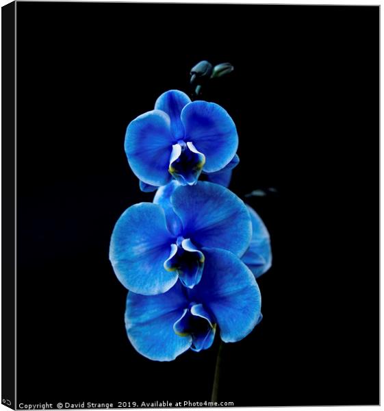 Blue Orchid Canvas Print by David Strange