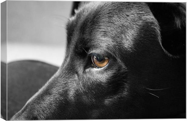 Black and white Dog Canvas Print by Chesney Wallbank