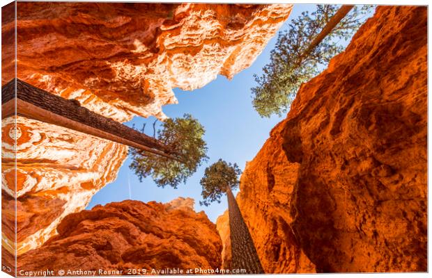 Trees in Bryce Canyon Canvas Print by Anthony Rosner