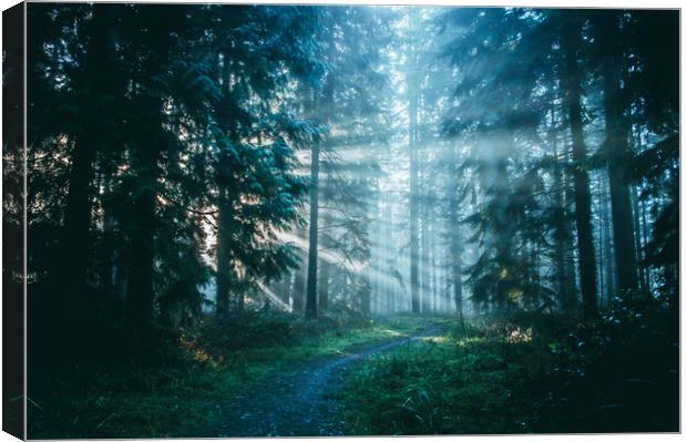 A path through a beautiful misty forest  Canvas Print by David Wall
