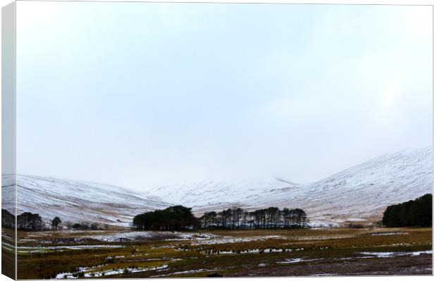 Bleak Winters Day Canvas Print by David Wall