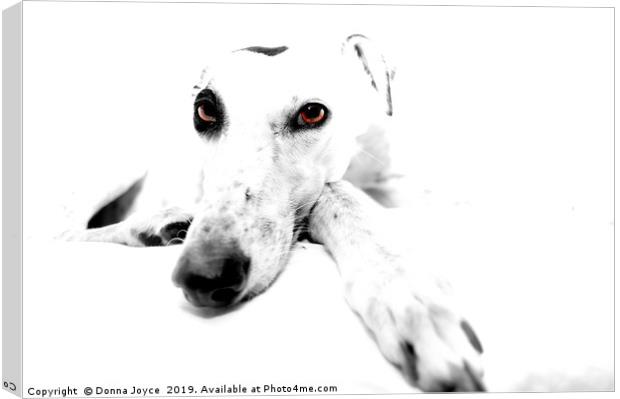 Greyhound Portrait Canvas Print by Donna Joyce