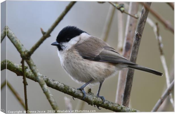 Marsh Tit Canvas Print by Donna Joyce