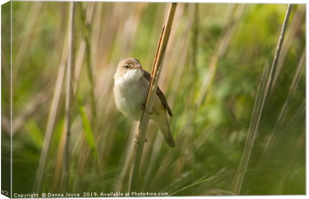 Eurasian Reed Warbler Canvas Print by Donna Joyce