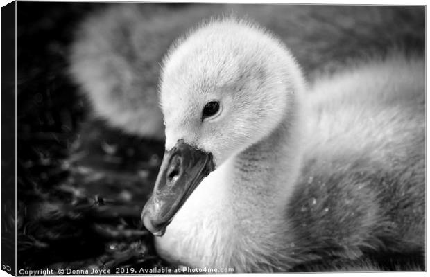 Cygnet Canvas Print by Donna Joyce