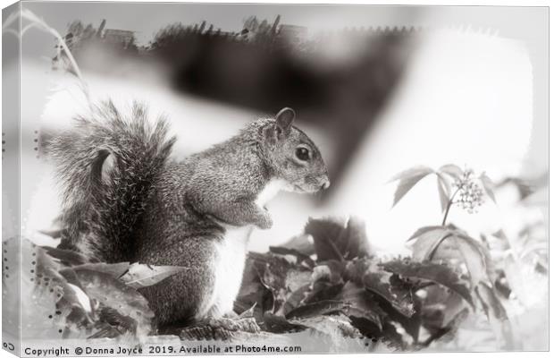Grey Squirrel Canvas Print by Donna Joyce