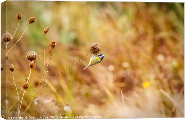 Blue Tit on seed head Canvas Print by Donna Joyce