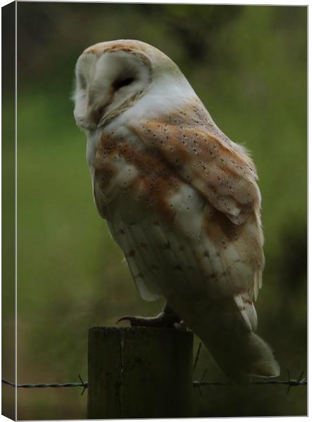 A Barn Owl Napping Canvas Print by Lorraine Leversha-Capps