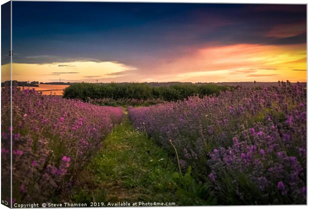 Lavender Field Sunset Canvas Print by Steve Thomson