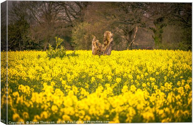 The Yellow Field Canvas Print by Steve Thomson