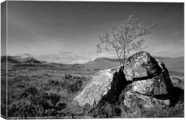 Lonely Tree at Glencoe Canvas Print by Steve Thomson