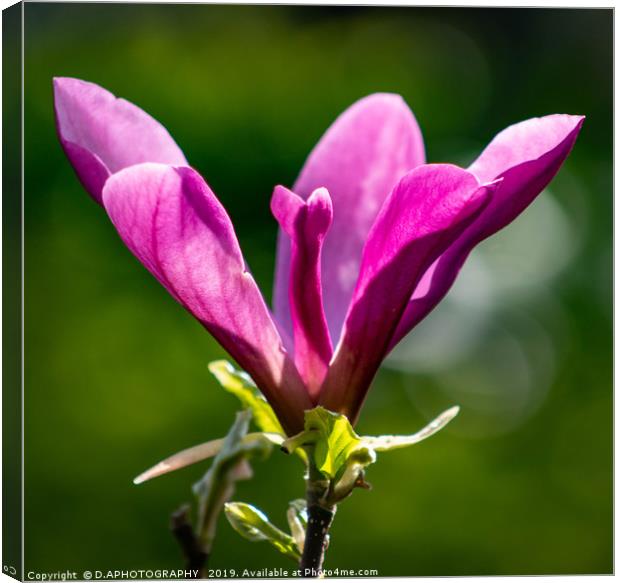 Magnolia Canvas Print by D.APHOTOGRAPHY 