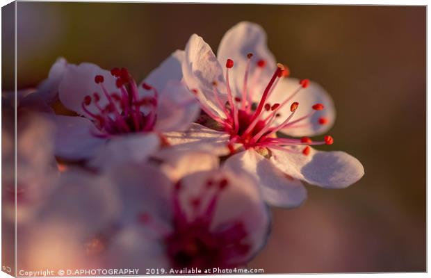 The little pink flower Canvas Print by D.APHOTOGRAPHY 