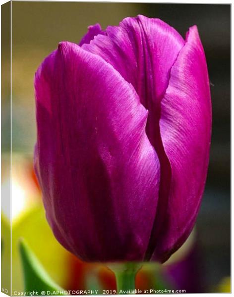 the tulip Canvas Print by D.APHOTOGRAPHY 