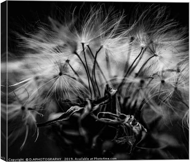 Dandelion seeds Canvas Print by D.APHOTOGRAPHY 
