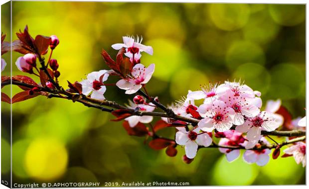 Cherry Blossum Canvas Print by D.APHOTOGRAPHY 
