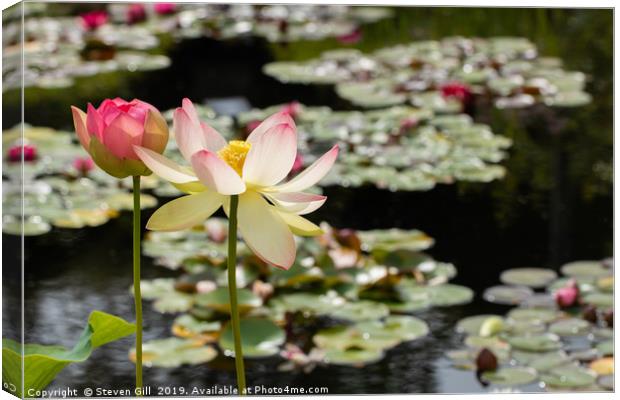 Sunlit Pink and White  Lotus Flowers.  Canvas Print by Steven Gill