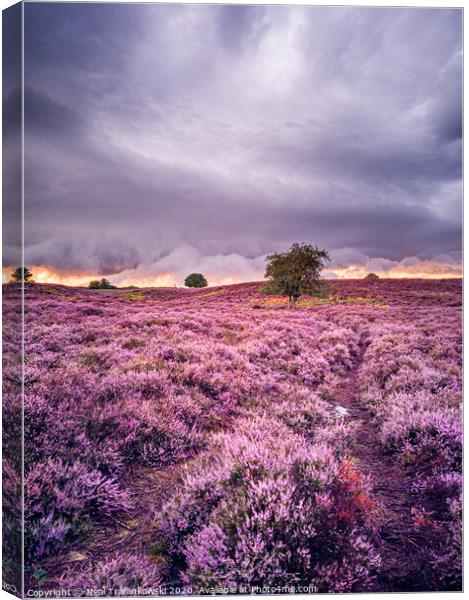 Roydon Common Heather Canvas Print by Neal Trafankowski