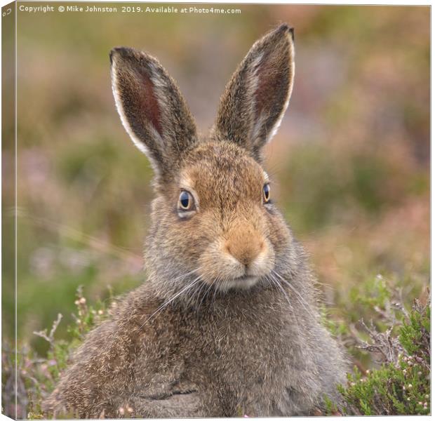 Mountain hare portrait Canvas Print by Mike Johnston