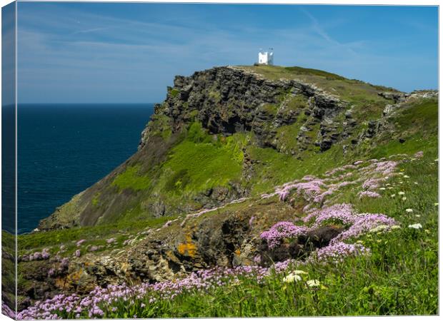 Majestic Cornish Sea Pinks Canvas Print by Tony Twyman