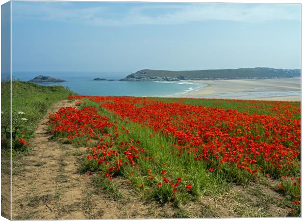 Cornish Poppy field  Canvas Print by Tony Twyman