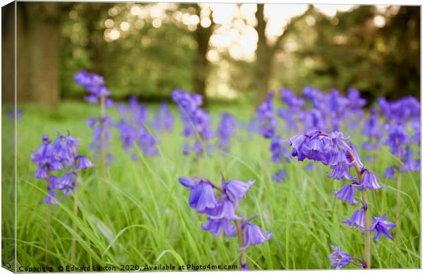 Spanish Bluebells in the Evening Sun Canvas Print by Edward Laxton