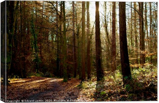 A Winter Scene in Flatts Wood Canvas Print by Edward Laxton