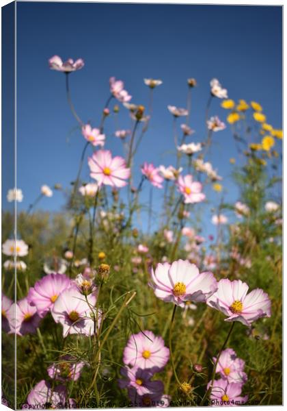 Cosmos against a Summer Sky Canvas Print by Freddie Watson Stubbs