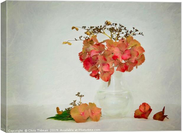 Hydrangea in Vase Canvas Print by Chris Tidman