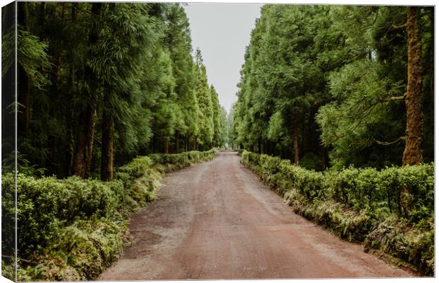 Path through the woods Canvas Print by Paulo Sousa