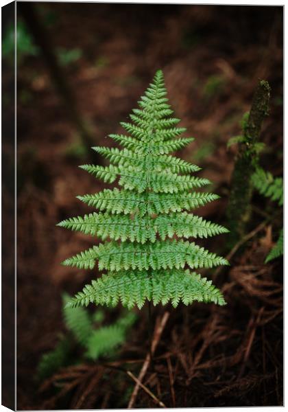 Fern Leave Canvas Print by Paulo Sousa