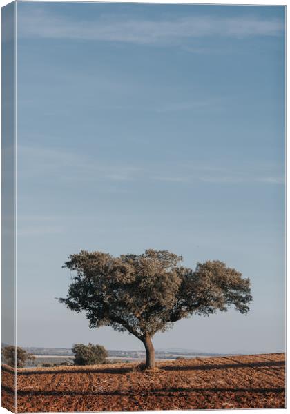 Holm Oak tree in cultivated field Canvas Print by Paulo Sousa