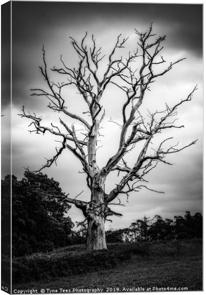 Dead Tree Canvas Print by Tyne Tees Photography